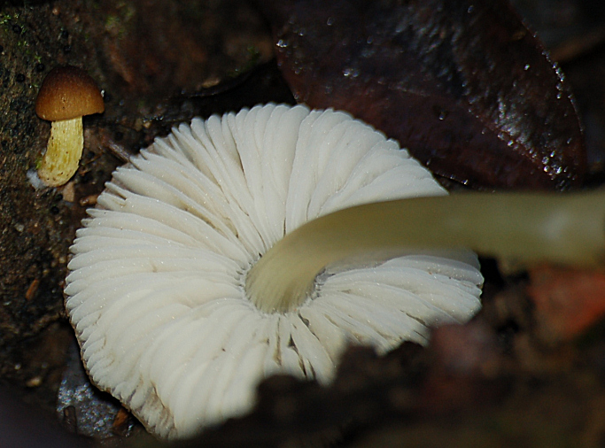 Fungo su ceppo a terra